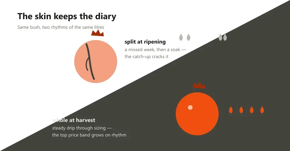 A cracked pomegranate above an erratic watering rhythm beside a whole fruit above an even one
