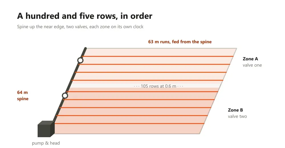 Field plan with the spine on the left edge, horizontal laterals and a two-valve split shaded