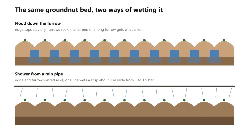 Cross-section of a groundnut bed under flood with wet furrows and dry ridges beside the same bed under a rain pipe shower wetted evenly across