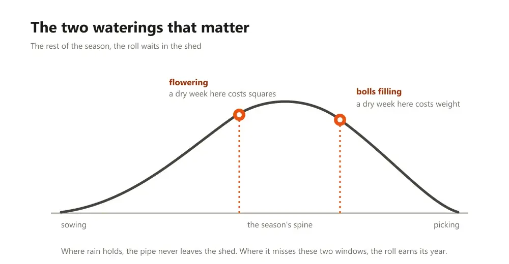 Season curve for cotton with the flowering and boll windows marked as the two watering points