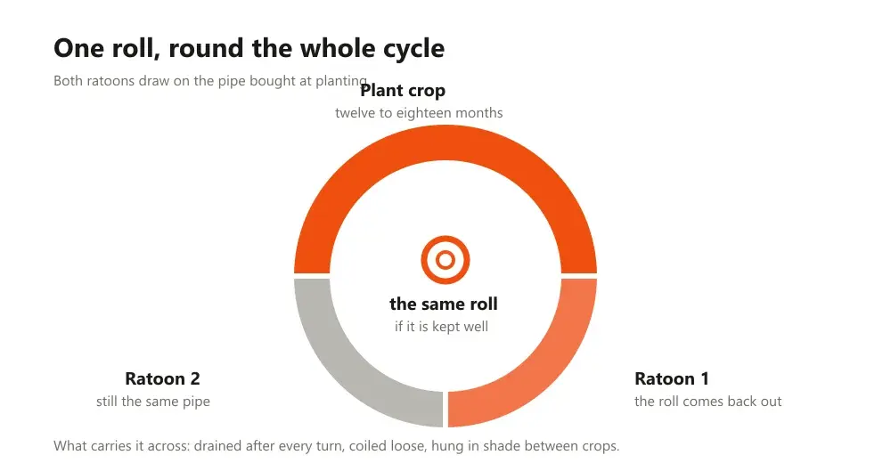 Ring divided into a long plant crop arc and two ratoon arcs with one coiled pipe roll at the centre