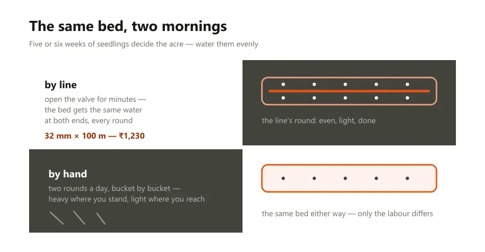 Two nursery beds compared, watering by bucket twice a day against one 32 mm line down the block