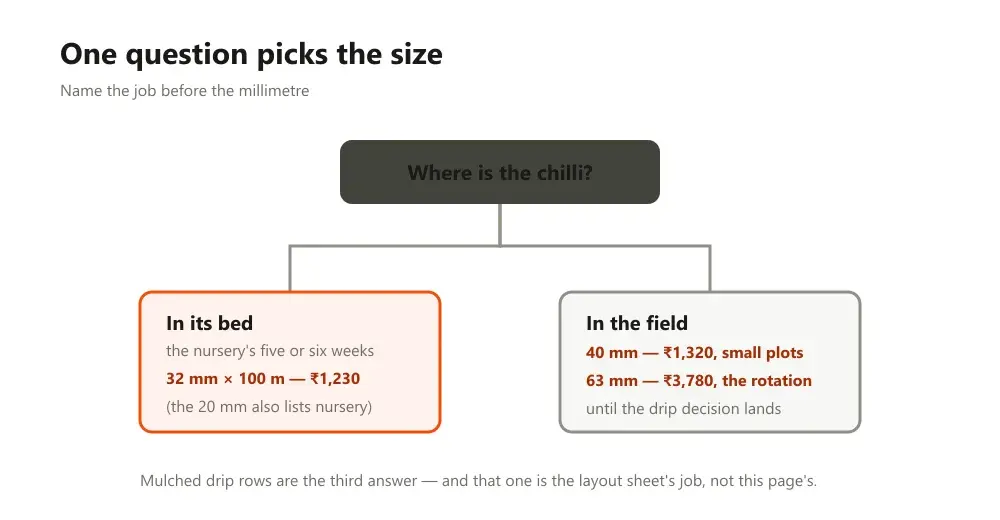Decision fork from the question of where the chilli is, branching to nursery and field sizes with prices