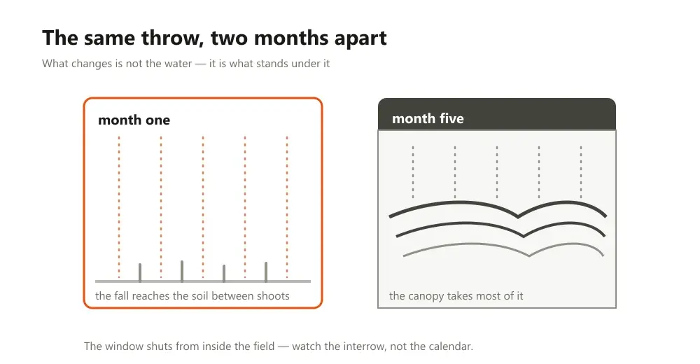Side by side panels comparing month one, when the spray's fall reaches soil between shoots, with month five under a closed canopy