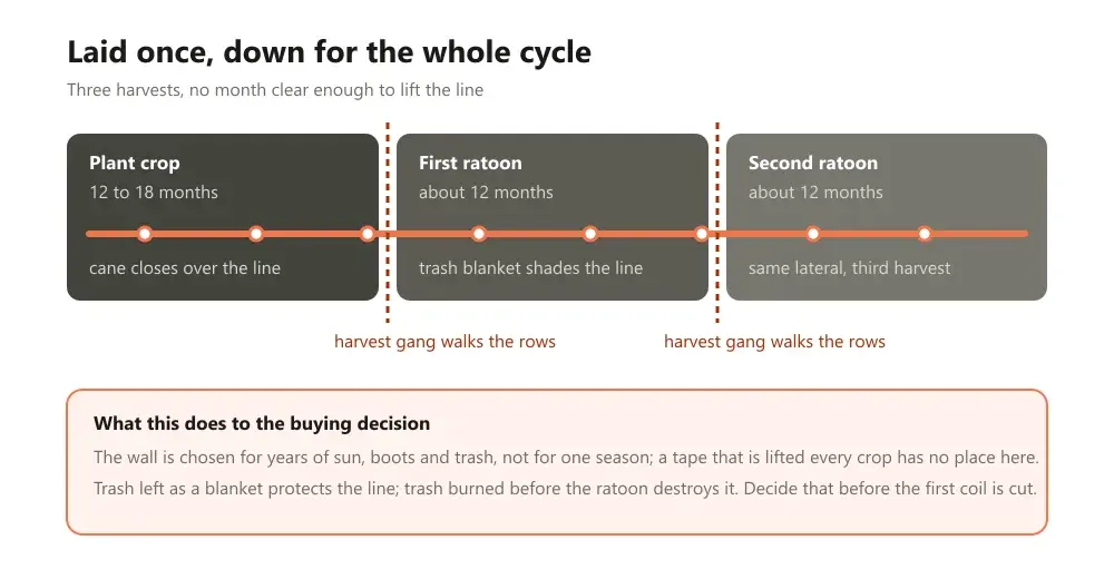 A sugarcane field timeline running plant crop, ratoon and second ratoon end to end with the lateral laid once at the start