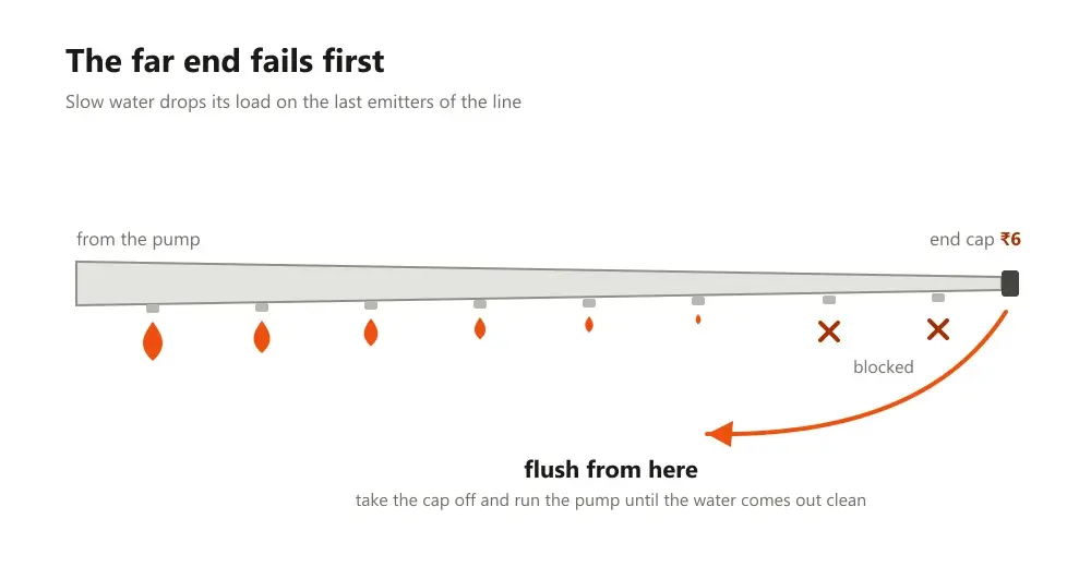 Diagram of a drip lateral thinning towards its far end, with the last two emitters crossed out and a flush arrow at the open end